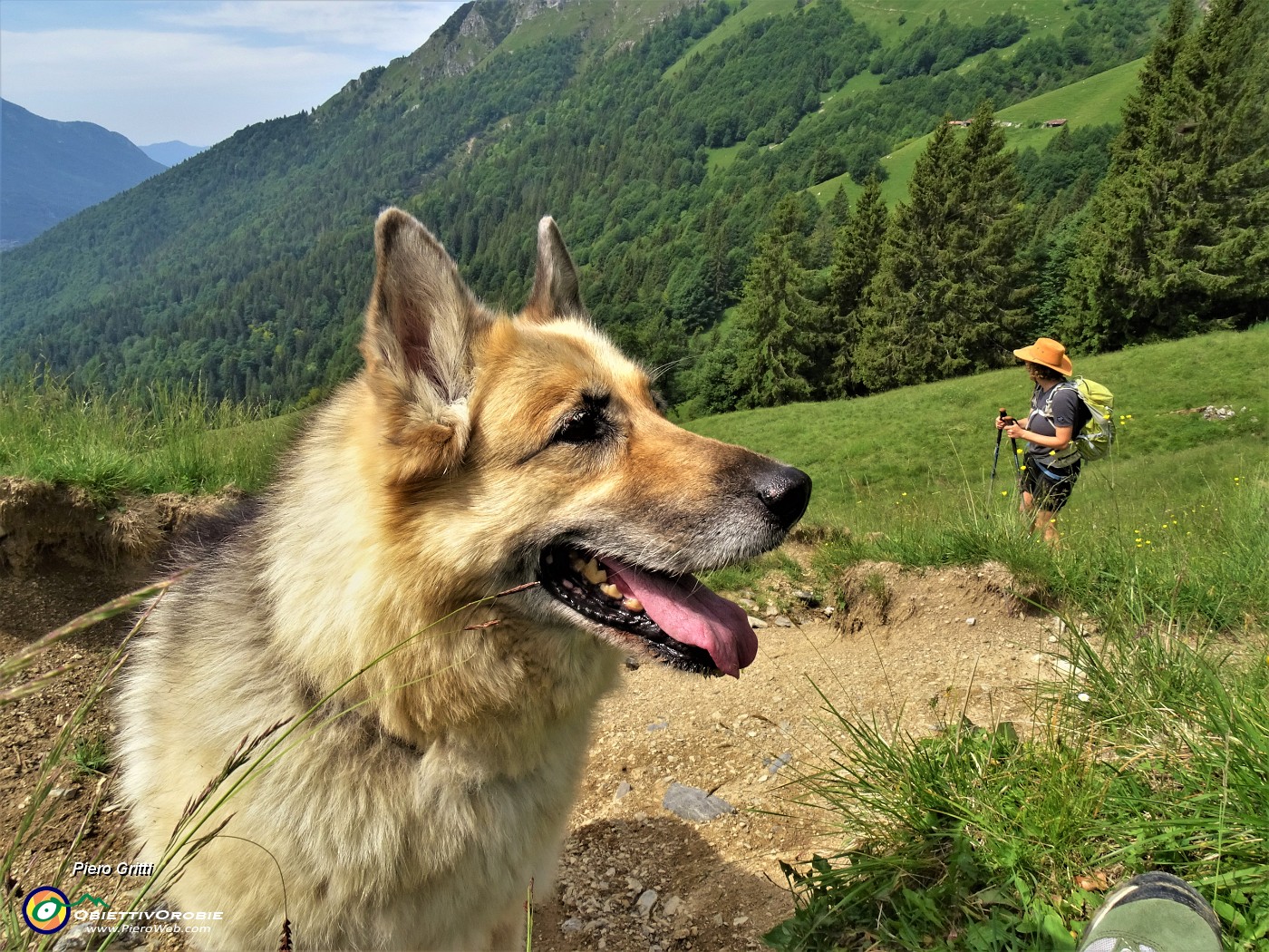 24 Usciti dal bosco in decisa salita su verdi pratoni carichi d'erba.JPG